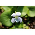 VIOLA sororia 'Freckles' VIOLA sororia 'Freckles'