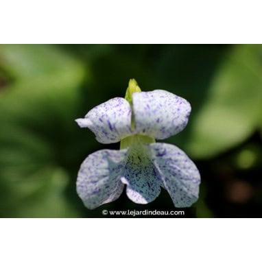 VIOLA sororia \'Freckles\' - Violette des bois