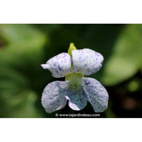 VIOLA sororia 'Freckles'