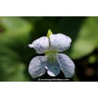 VIOLA sororia 'Freckles' VIOLA sororia 'Freckles'