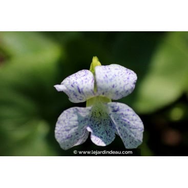 VIOLA sororia \'Freckles\' - Violette des bois