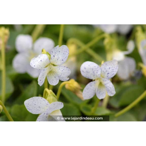 VIOLA sororia 'Freckles'