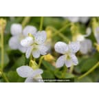VIOLA sororia 'Freckles' VIOLA sororia 'Freckles'