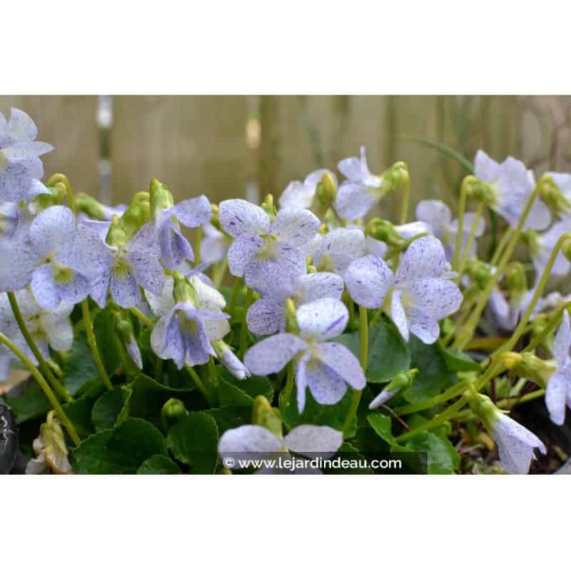 VIOLA sororia 'Freckles' VIOLA sororia 'Freckles'