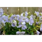 VIOLA sororia 'Freckles' VIOLA sororia 'Freckles'