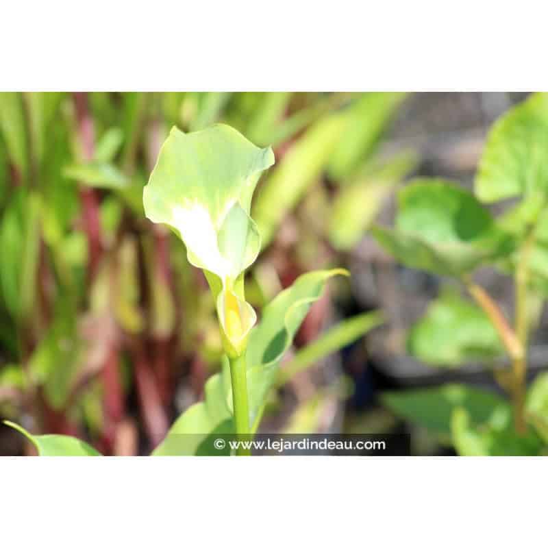 ZANTEDESCHIA aethiopica 'Green Goddess' ZANTEDESCHIA aethiopica 'Green Goddess'