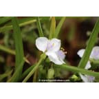 TRADESCANTIA x andersoniana 'Innocence' TRADESCANTIA x andersoniana 'Innocence'