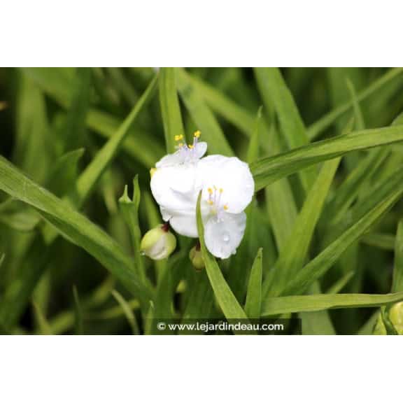 TRADESCANTIA x andersoniana 'Innocence'