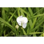 TRADESCANTIA x andersoniana 'Innocence' TRADESCANTIA x andersoniana 'Innocence'