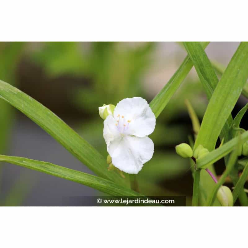 TRADESCANTIA x andersoniana 'Innocence' TRADESCANTIA x andersoniana 'Innocence'