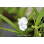 TRADESCANTIA x andersoniana 'Innocence' TRADESCANTIA x andersoniana 'Innocence'