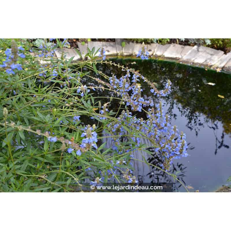 SALVIA uliginosa SALVIA uliginosa