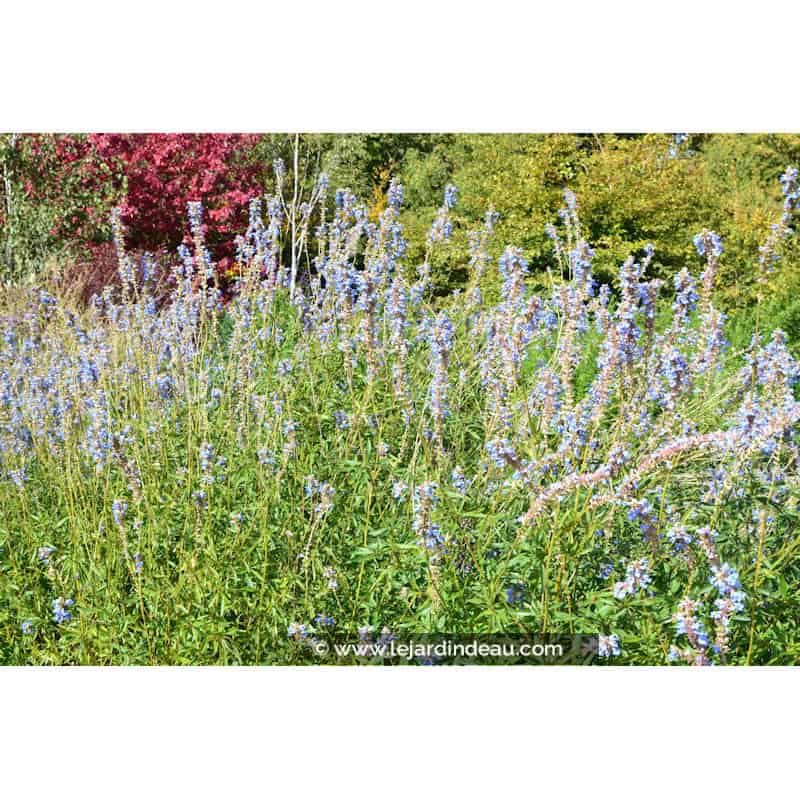 SALVIA uliginosa SALVIA uliginosa