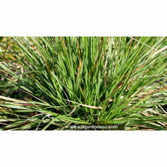 DESCHAMPSIA cespitosa 'Goldtau'