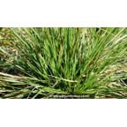 DESCHAMPSIA cespitosa 'Goldtau' DESCHAMPSIA cespitosa 'Goldtau'