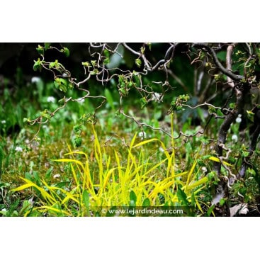 MILIUM effusum \'Aureum\' - millet dor&eacute; /  gramin&eacute;e