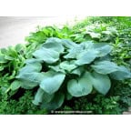 HOSTA sieboldiana 'Elegans' HOSTA sieboldiana 'Elegans'