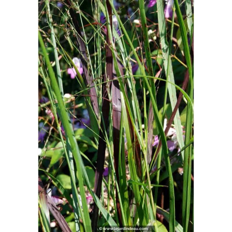 PANICUM virgatum 'Hänse Herms' PANICUM virgatum 'Hänse Herms'