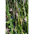 PANICUM virgatum 'Hänse Herms' PANICUM virgatum 'Hänse Herms'