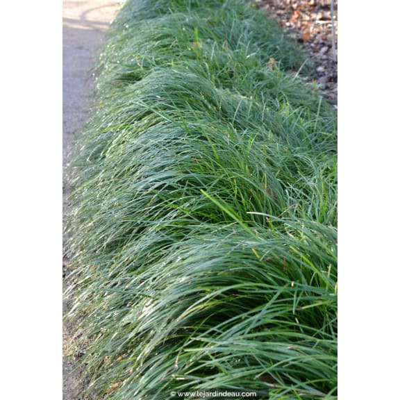 OPHIOPOGON japonicus