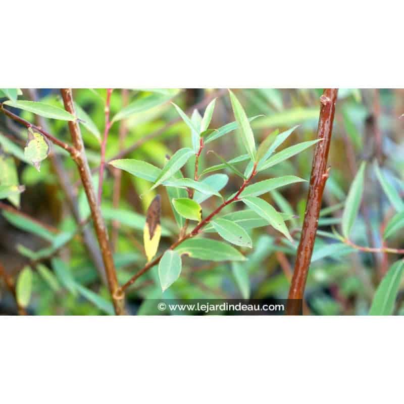 SALIX x pendulina var. elegantissima SALIX x pendulina var. elegantissima