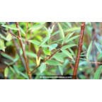 SALIX x pendulina var. elegantissima SALIX x pendulina var. elegantissima