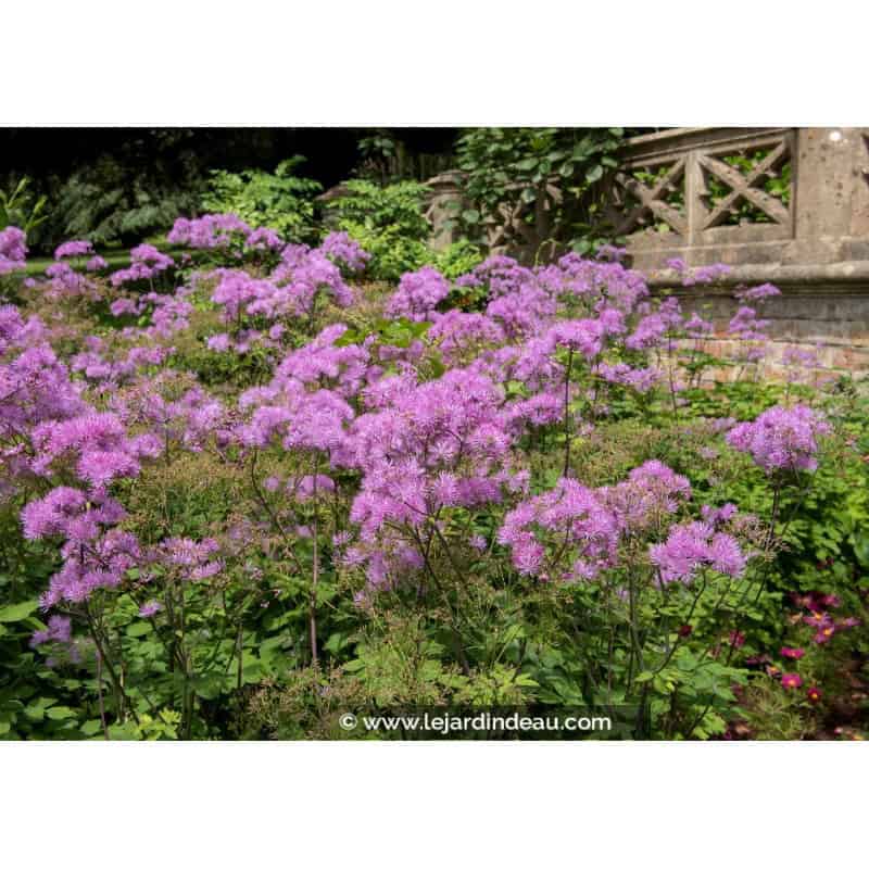 THALICTRUM aquilegifolium 'Thundercloud'