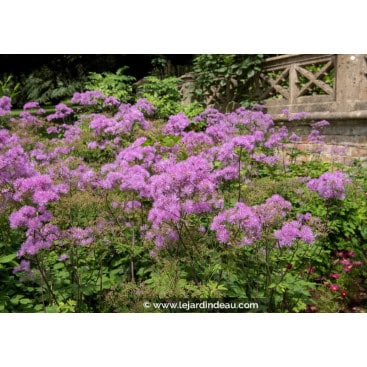 THALICTRUM aquilegifolium \'Thundercloud\' - Pigamon à feuilles d\'Ancolie \'Thundercloud\'