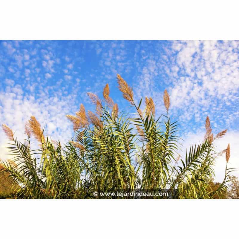 ARUNDO donax ARUNDO donax