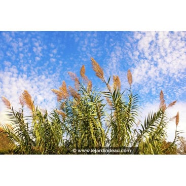 ARUNDO donax - Canne de Provence