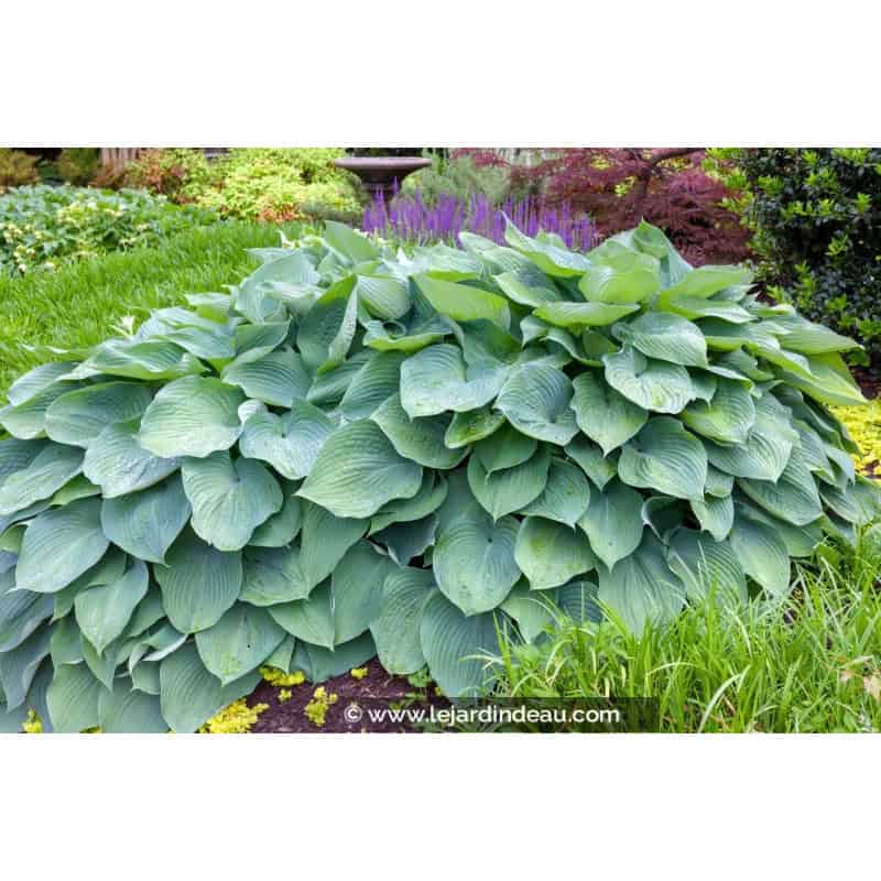 HOSTA 'Big Daddy' HOSTA 'Big Daddy'