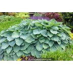 HOSTA 'Big Daddy' HOSTA 'Big Daddy'