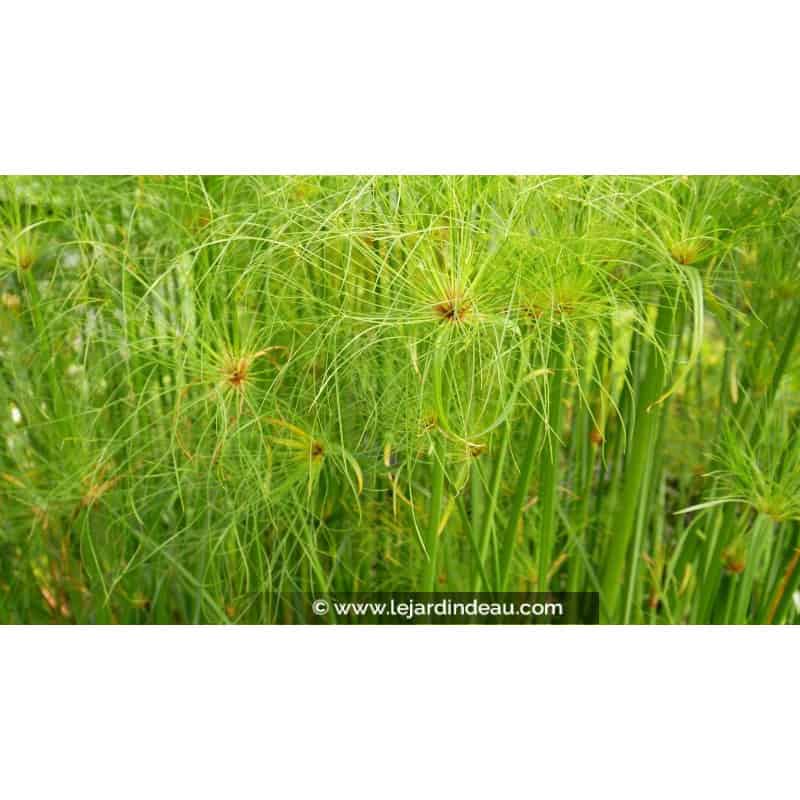 CYPERUS papyrus CYPERUS papyrus