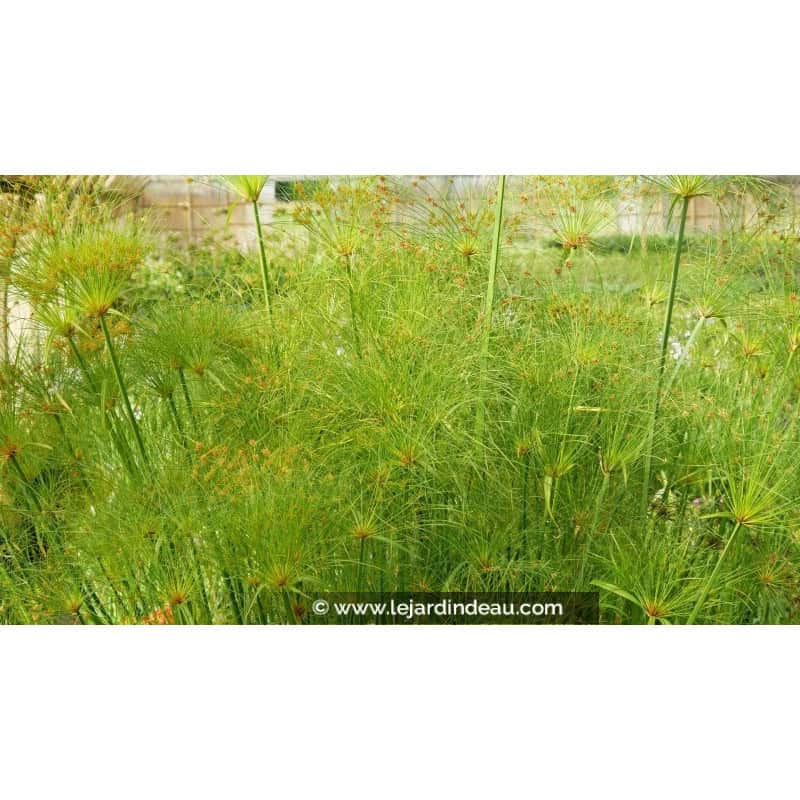 CYPERUS papyrus CYPERUS papyrus
