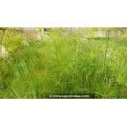 CYPERUS papyrus CYPERUS papyrus