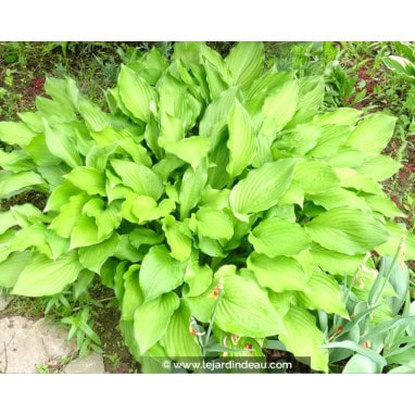 HOSTA \'Honeybells\' - Hosta, Funkia, Lis plantain