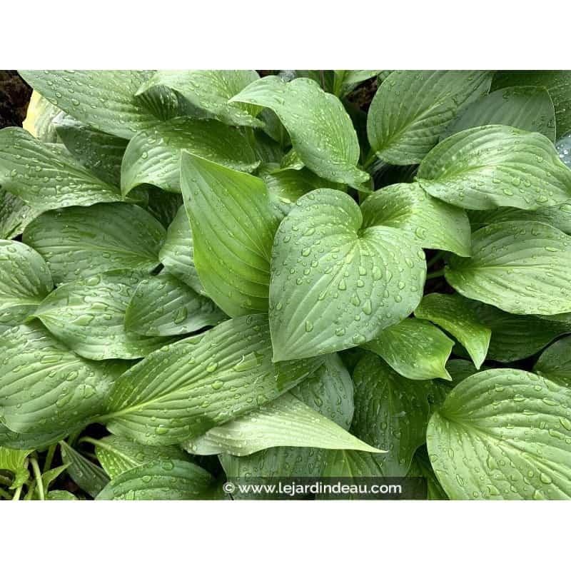 HOSTA 'Royal Standard' HOSTA 'Royal Standard'