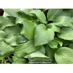 HOSTA 'Royal Standard' HOSTA 'Royal Standard'