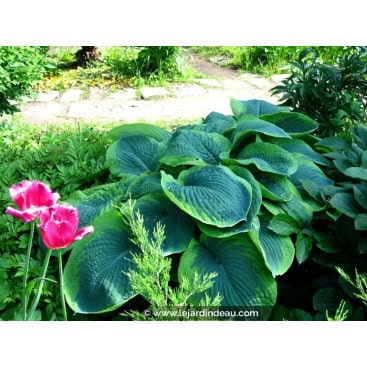 HOSTA \'Frances Williams\' - Hosta, Funkia, Lis plantain