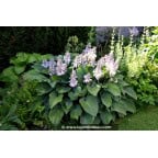 HOSTA 'Halcyon' HOSTA 'Halcyon'