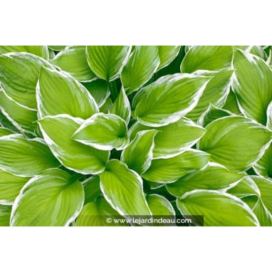 HOSTA \'Wide Brim\' - Hosta, Funkia, Lis plantain