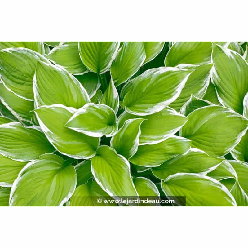 HOSTA 'Wide Brim' HOSTA 'Wide Brim'