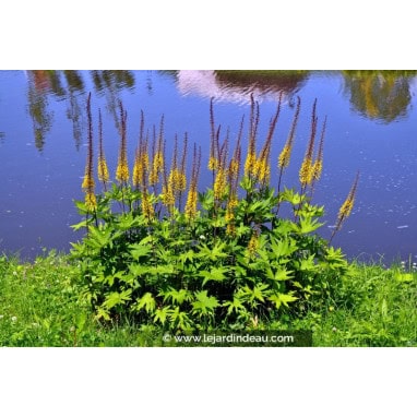 LIGULARIA przewalskii - Ligulaire de Mandchourie / Ligulaire de Przewalski
