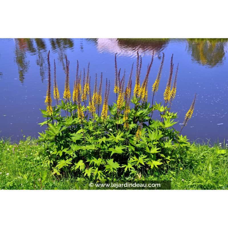 LIGULARIA przewalskii LIGULARIA przewalskii