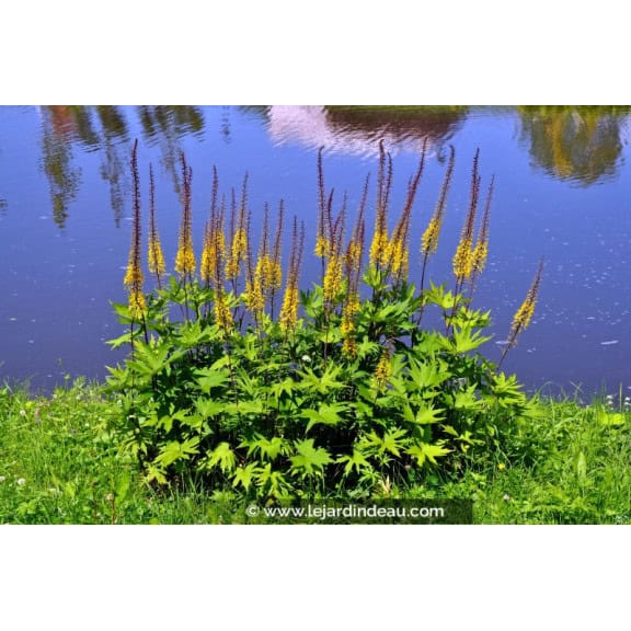 LIGULARIA przewalskii