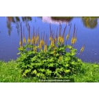 LIGULARIA przewalskii LIGULARIA przewalskii