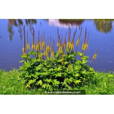 LIGULARIA przewalskii - Ligulaire de Mandchourie / Ligulaire de Przewalski