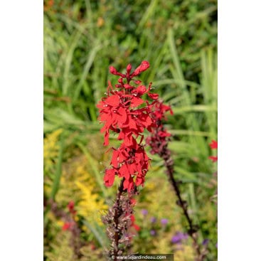 LOBELIA fulgens \'Queen Victoria\' - Lobélie \'Queen Victoria\', Lobélie rouge feuille pourpre