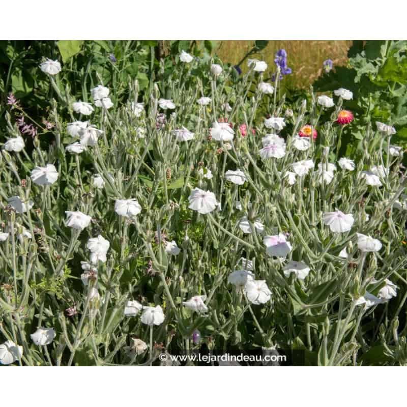 LYCHNIS coronaria 'Alba' LYCHNIS coronaria 'Alba'