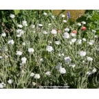 LYCHNIS coronaria 'Alba' LYCHNIS coronaria 'Alba'